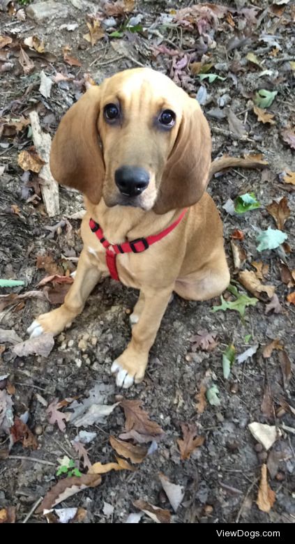 Our bloodhound puppy, Raylan