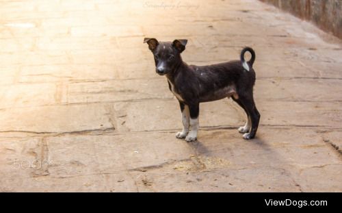 Amit Naik | The lil Prince