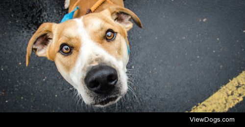 Mario Dias | Curious Dog