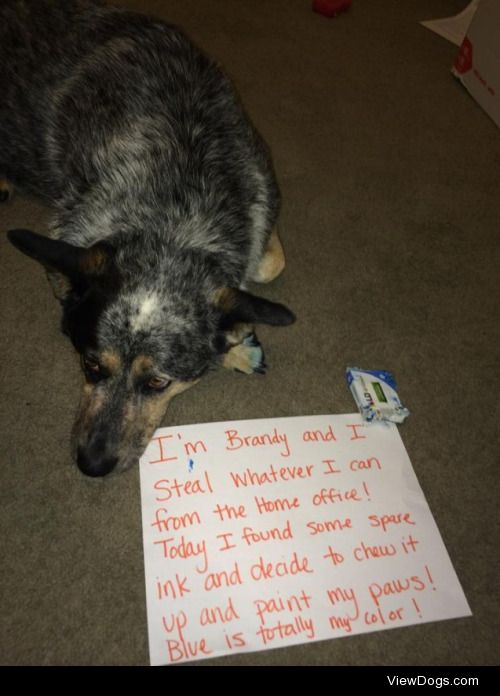I take BLUE heeler to heart!

Brandy thinks that anything in the…