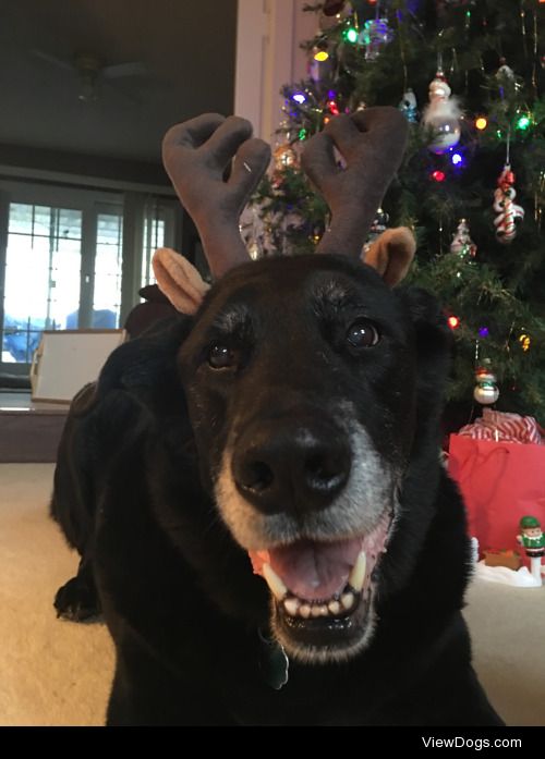 Oscar wishes you a happy holiday! 
Ig @oscarthemutt