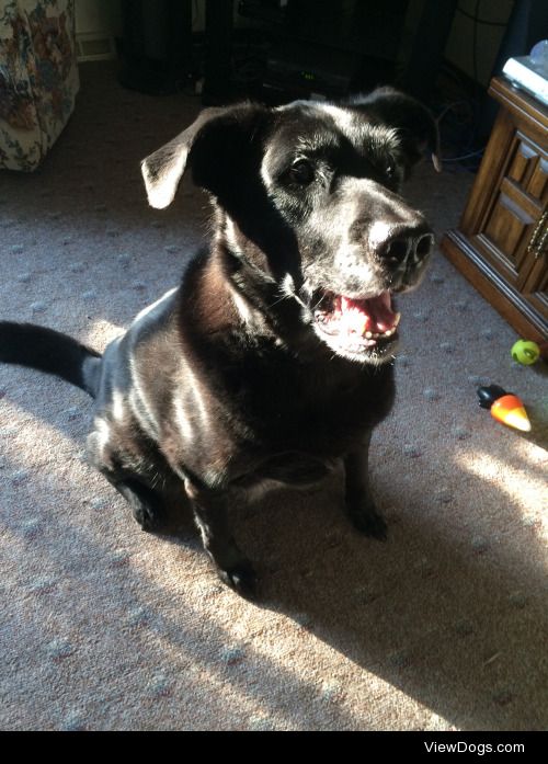 This is Buddy, my big goofy mutt (definitely some kind of lab…