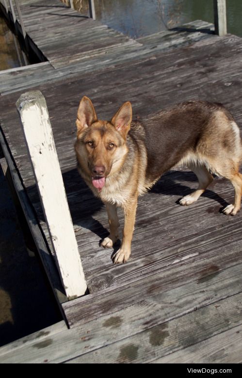 My GSD Xena at 10 months old.