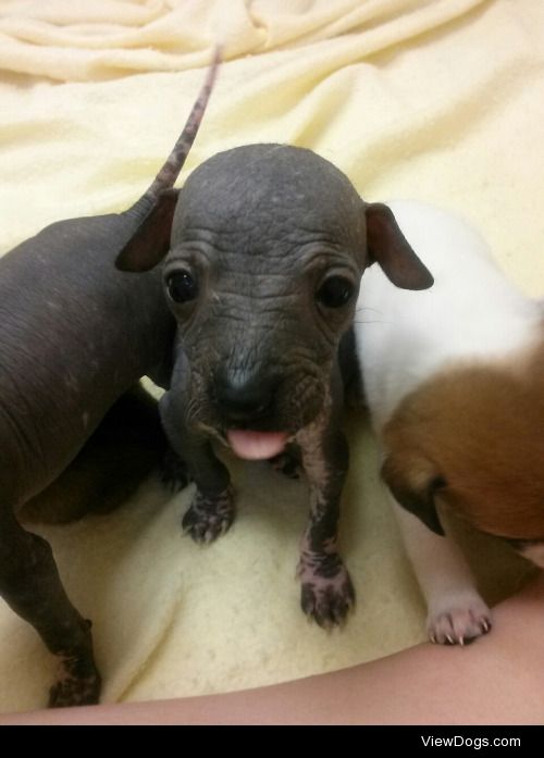 Handsome Hairless Babies :)
