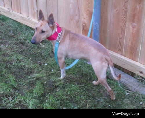 This is Wilbur, a mini bull terrier who just turned 2! …