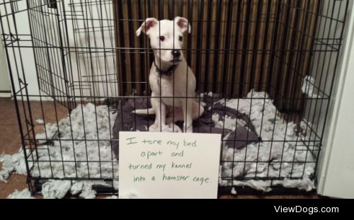 Hamster Cage

I tore my bed apart and turned my kennel into a…