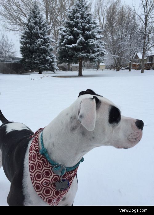 Lexi loves snow
