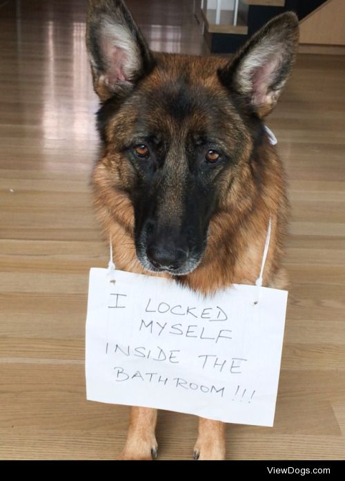 Self-Locking Dog

She went into the bathroom and the door shut…