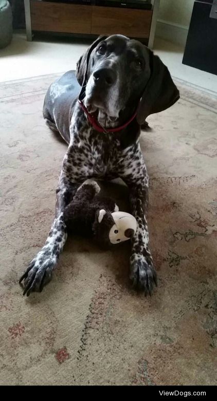 Monty, the eleven year old German Shorthaired Pointer