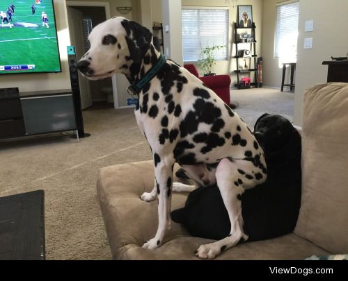 Ollie the Dalmatian sitting on Lola the German Shorthaired…