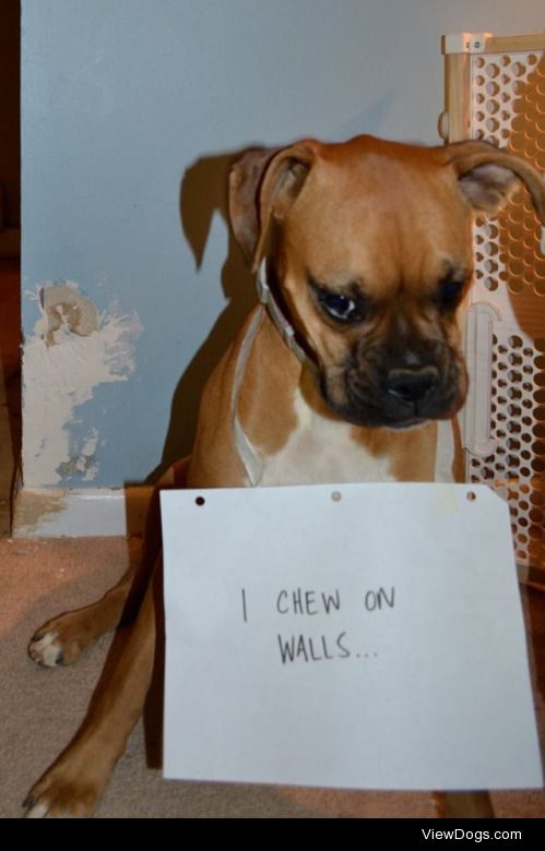 Brachycephalic Dogs a.k.a. I’ll-Chew-Your-Wall…