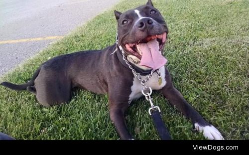 Reznor, showing off that Pit Bull smile.