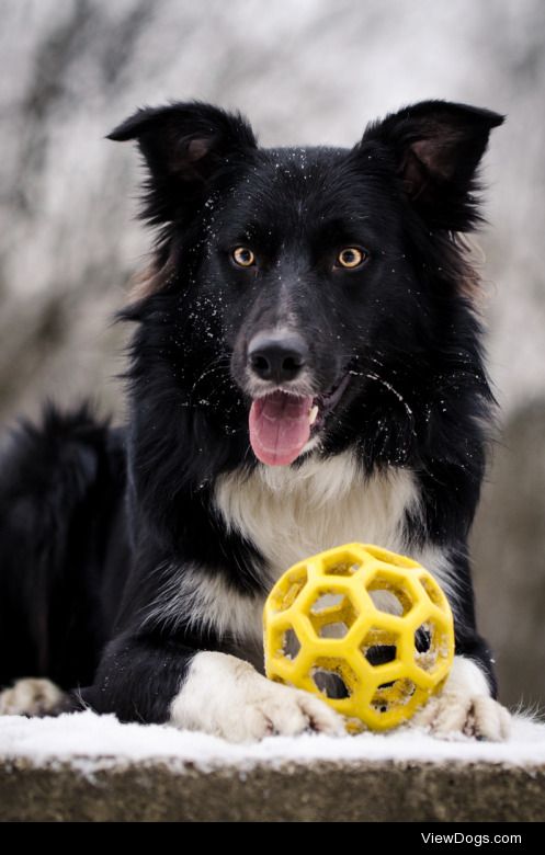 iman the border collie at 15 months :)