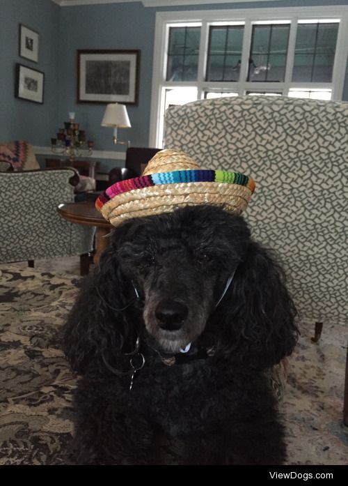 My miniature poodle Ruby wearing her new sombrero