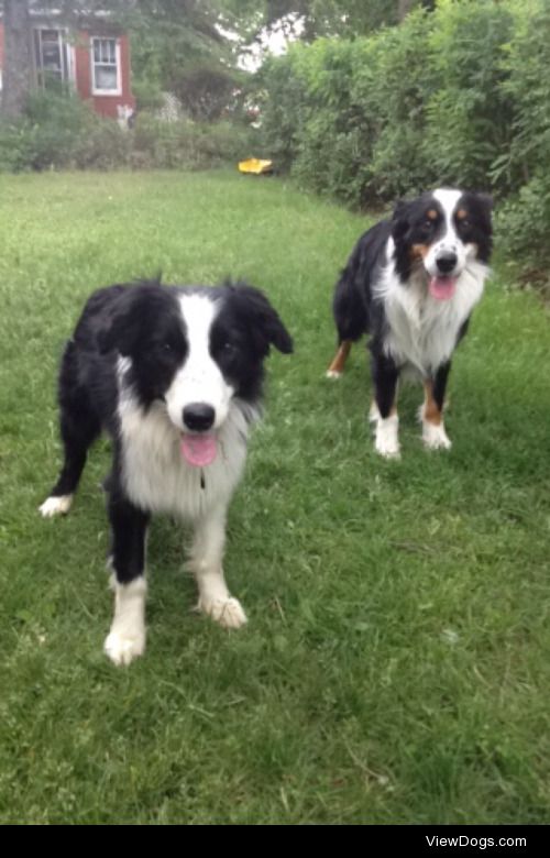 Tap (left) and Bishop (right) are both pure Australian…