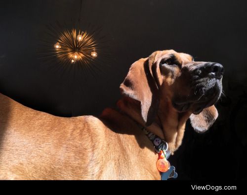 Daisy, our two year old bloodhound, watching deer in the front…