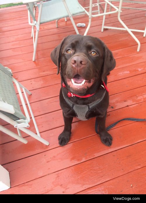 My English chocolate lab, Moose! -Danielle