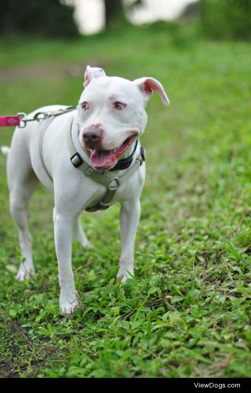 Meet Lilly, our beautiful pitbull terrier mix who loves nothing…