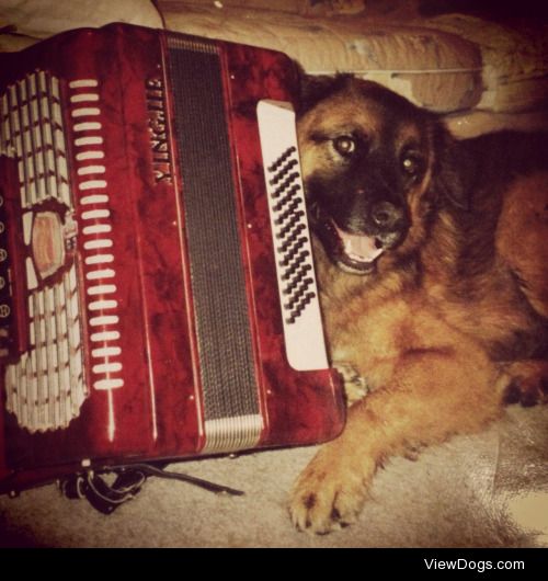 This was my first dog, Woody. He loved every person/animal he…