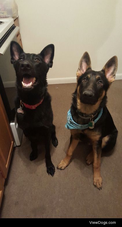 Lola and Spock.
Both cuties are full blood GSDs 
@olliethegod