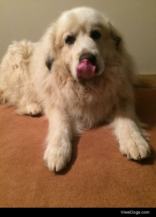 Our great Pyrenees, Jade! We rescued her a couple years ago-…