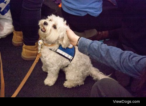 Bentley–maltipoo who gets real excited when he’s…