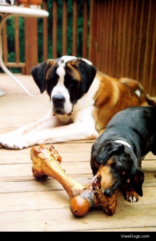 Hunter (dachshund) and McKinley (St. Bernard). Because size…