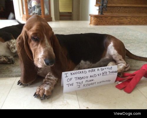 I’m all about that Basset

Bramble the basset hound says…