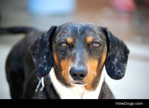 Hunter the dachshund in his younger days. He’s now pushing 17…