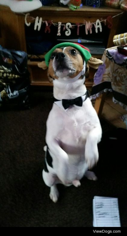 Diesel, Jack Russell parson, 7yrs old