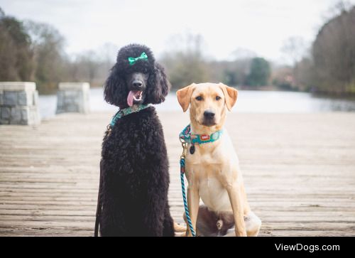 guidedogintraining:

Look at these perfect dogs