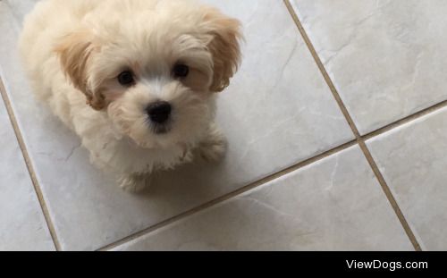 this is Odin, my 10 week old Maltipoo.