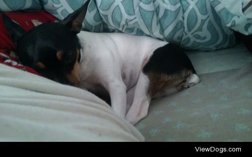 My name is Sara, I’m a toy fox terrier, and I have…