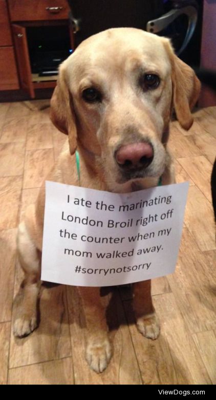 London Lab

Bentley my 4 year old Yellow Lab rescue who was…