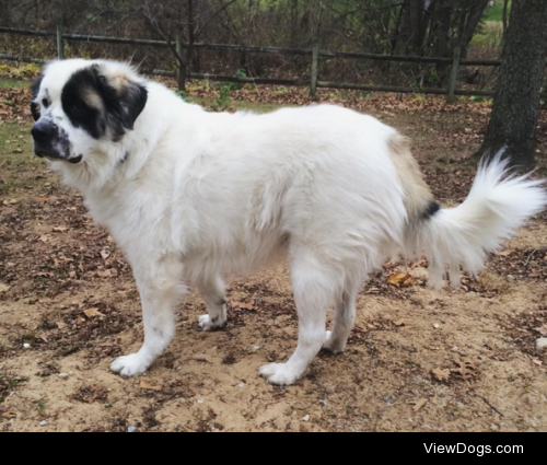 One of Ollie’s favorite things is to dig in the dirt. He loves…