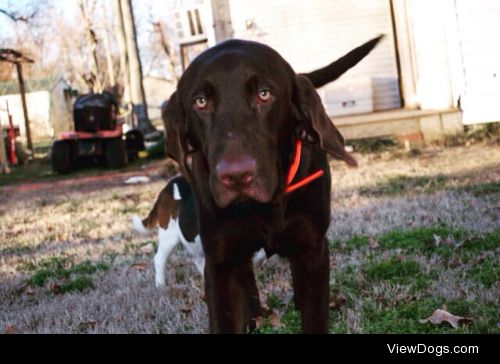 This is Jäger, a 7 month old Labrador! – @bo0fs