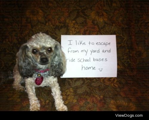 School Bus Fuss

“I like to escape from my yard and ride…