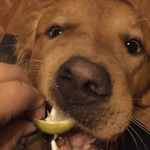 This is Lucky, my golden retriever. He tried lime for the first…
