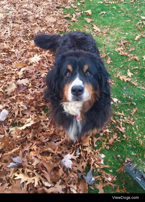 This is Nutmeg, a 10 year old Bernese Mountain Dog! She may…