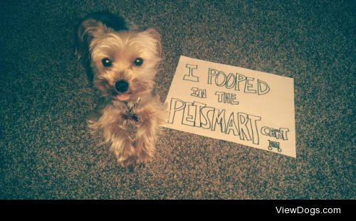Poopsmart

The Petsmart cashier graciously pointed out that my 6…