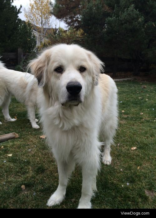 Samson the Great Pyrenees