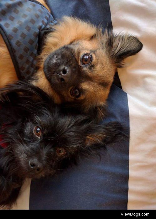 Bruce (top) is a Tibetan Spaniel and Peaty (bottom)  is an…