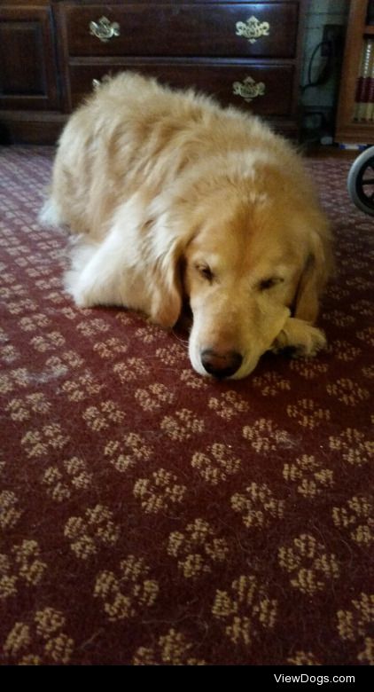 Bonney the Golden Retriever, taking a little post-walk nap.