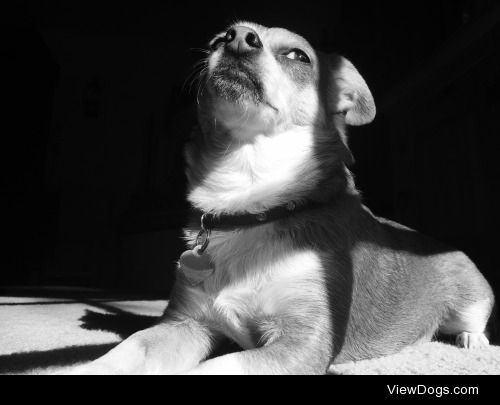 Josie is dramatically sunbathing while reflecting upon life. (IG…