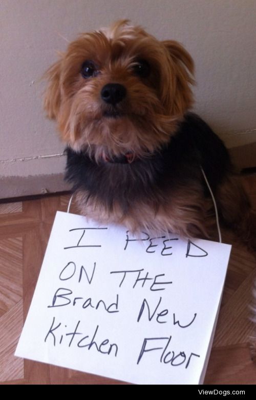 The New Floors Needed Sealant

I peed on the brand new kitchen…