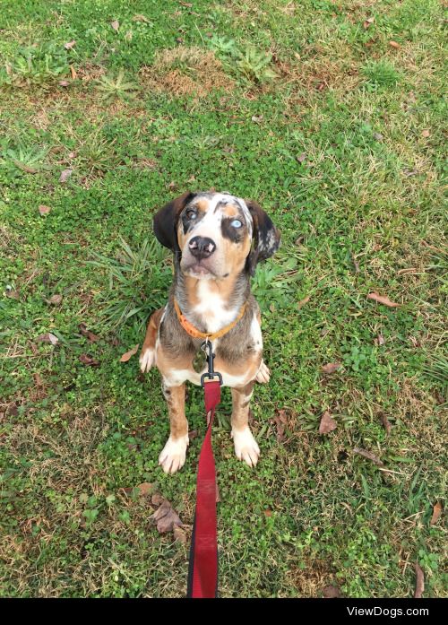 Dixie. 6 month old Catahoula.