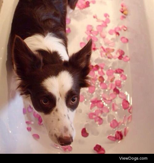 Pippa’s valentines, rose petal bath, only for the cutest…
