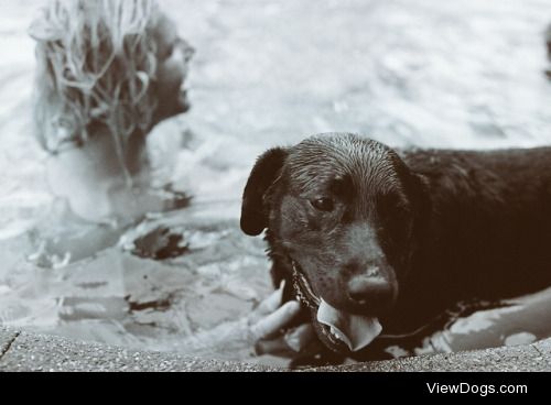 Sophie the loveable black lab
Shot on 35mm b&w film
Photo:…