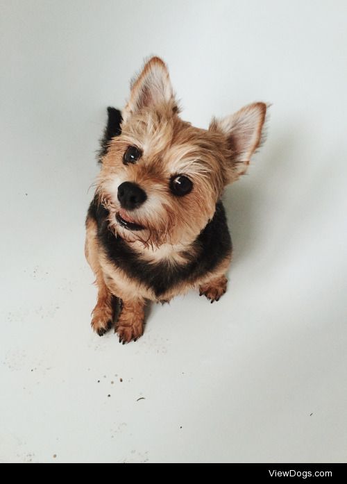 Beigel, Yorkshire Terrier & Chihuahua mix, 7yrs….