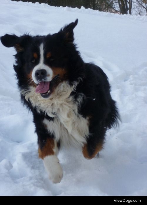 This is Shamun! He’s a Bernese Mountain Dog and Saint…